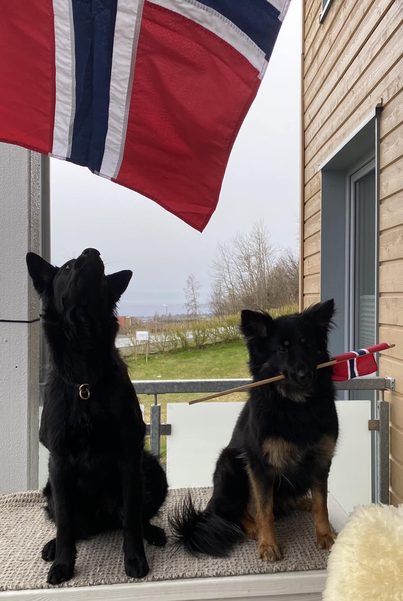 hund 17 mai feiring
