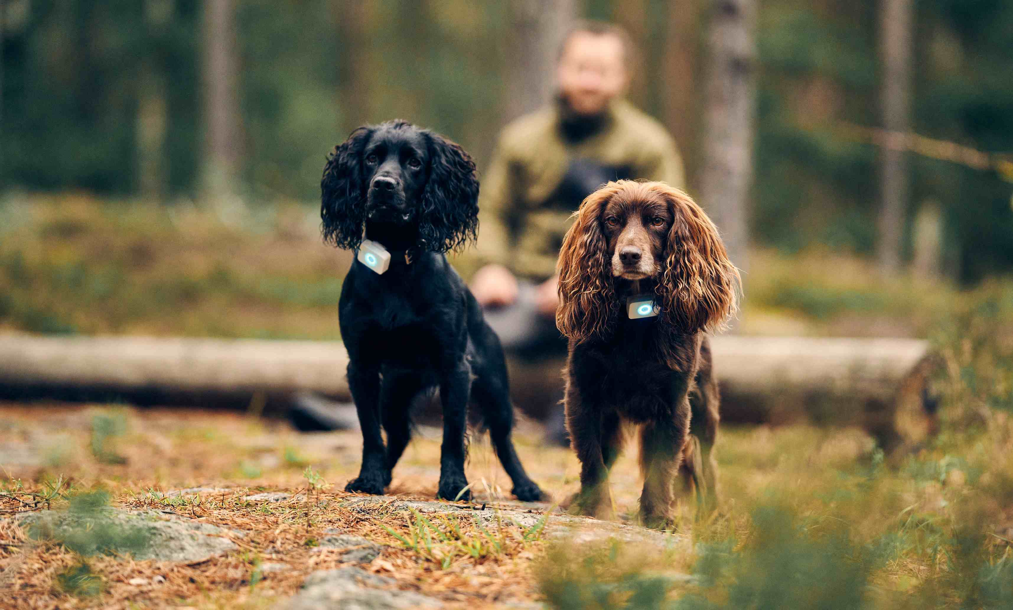 Cocker spaniel