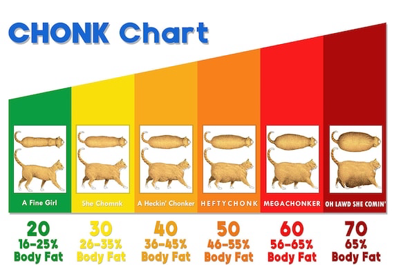Chonk Chart for katter: Når et meme avslører et voksende helseproblem