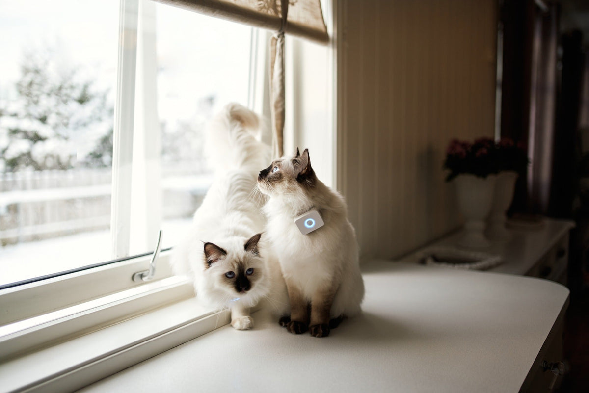 GPS til katt: Mer oversikt over kattens små og store eventyr