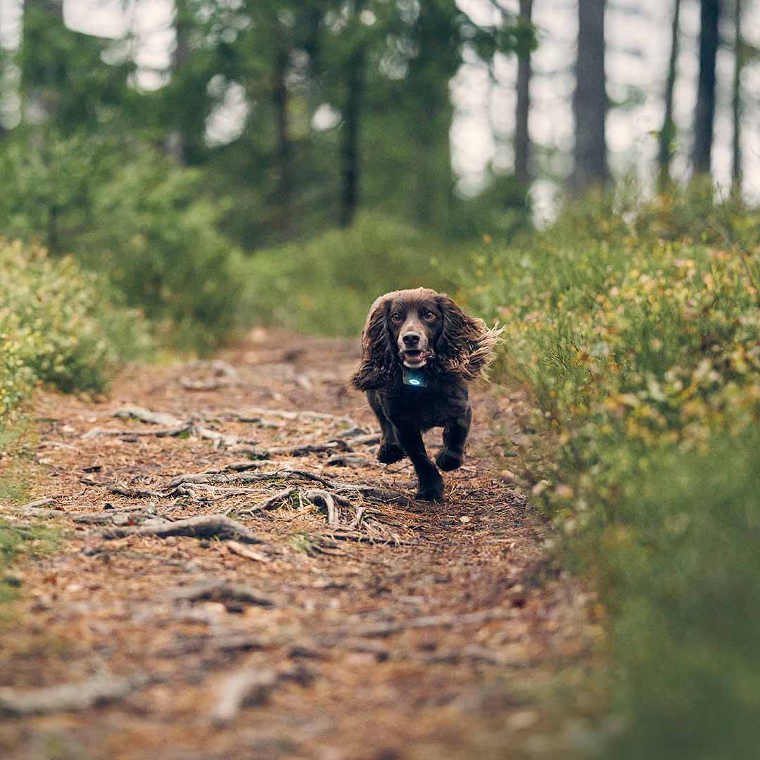lildog gps for dogs