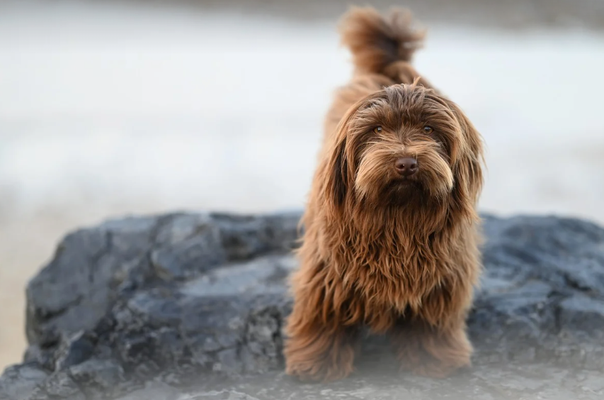 tobacco havanese Conforming features of a purebred Comfort Colors for that soft Alderon Farm | Havanese Breeders