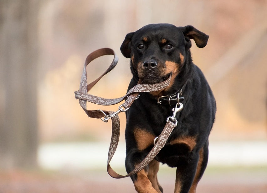 bandtvang i norge hund