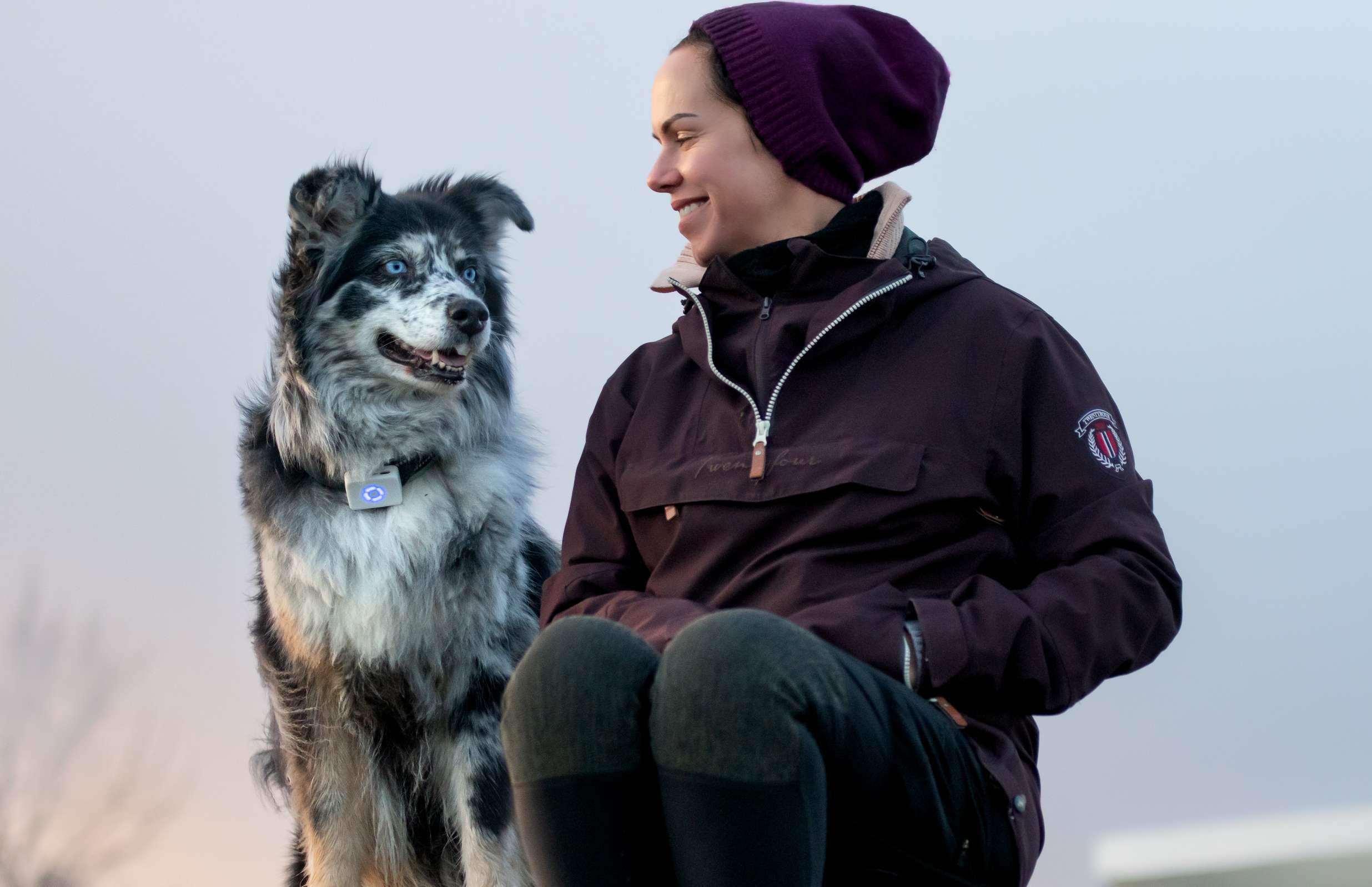 Border collie