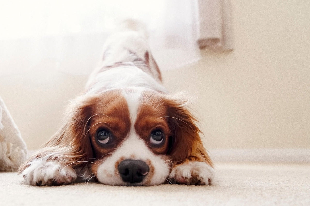 Cavalier king charles spaniel