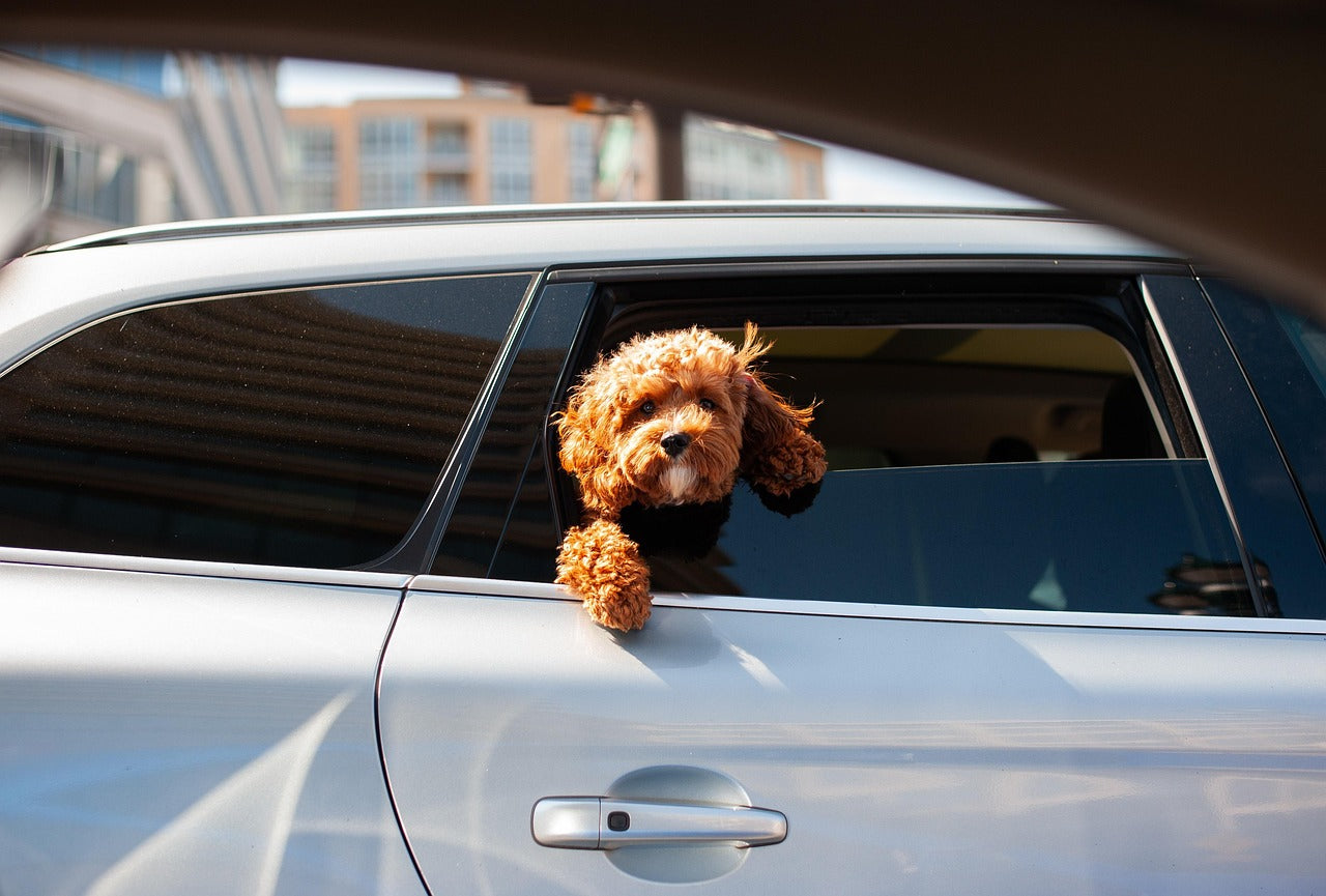 Dog on vacation in city
