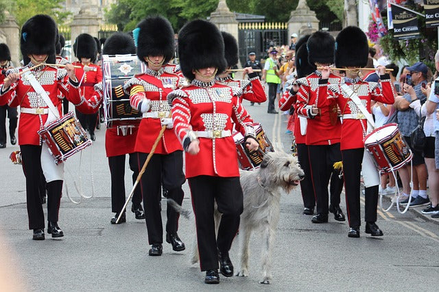 Hund på 17. mai: Slik gir du hunden en trygg og god nasjonaldag