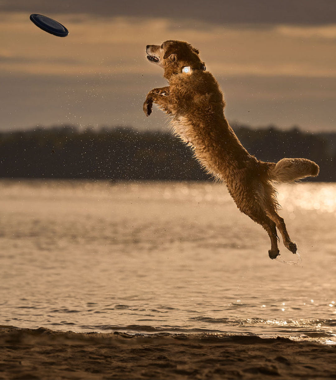 vannlek med hund