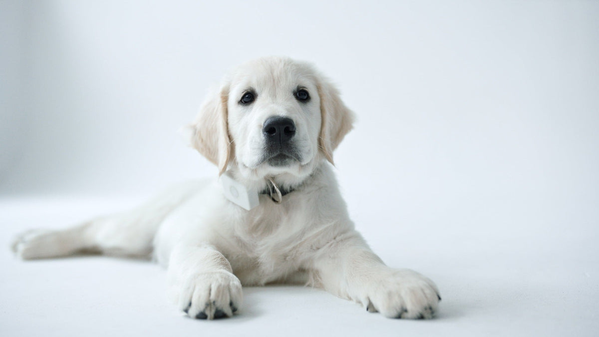 Golden retriever