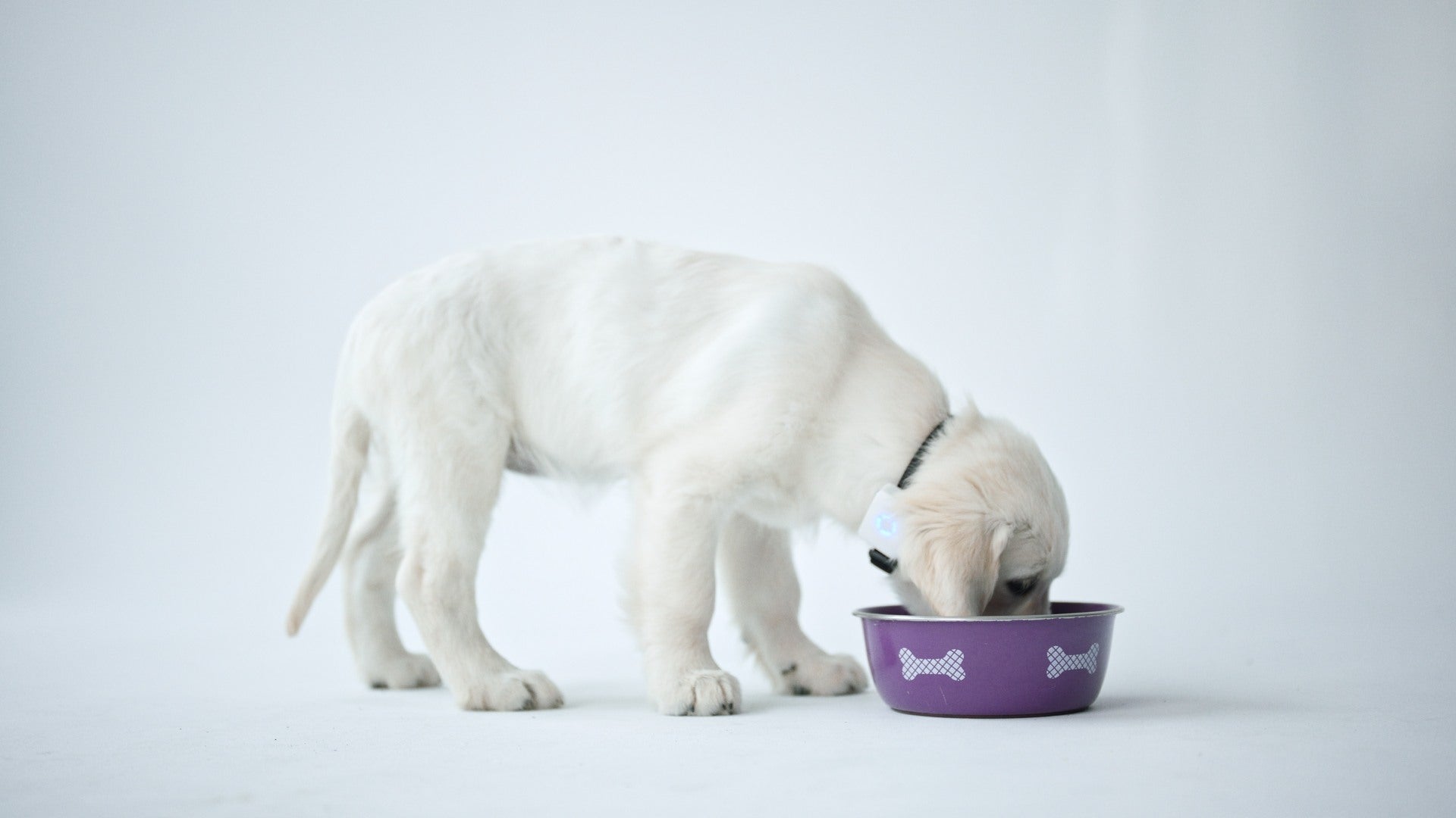 Puppy wearing GPS tracker for dogs