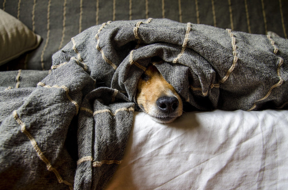 hund Separasjonsangst hos hund