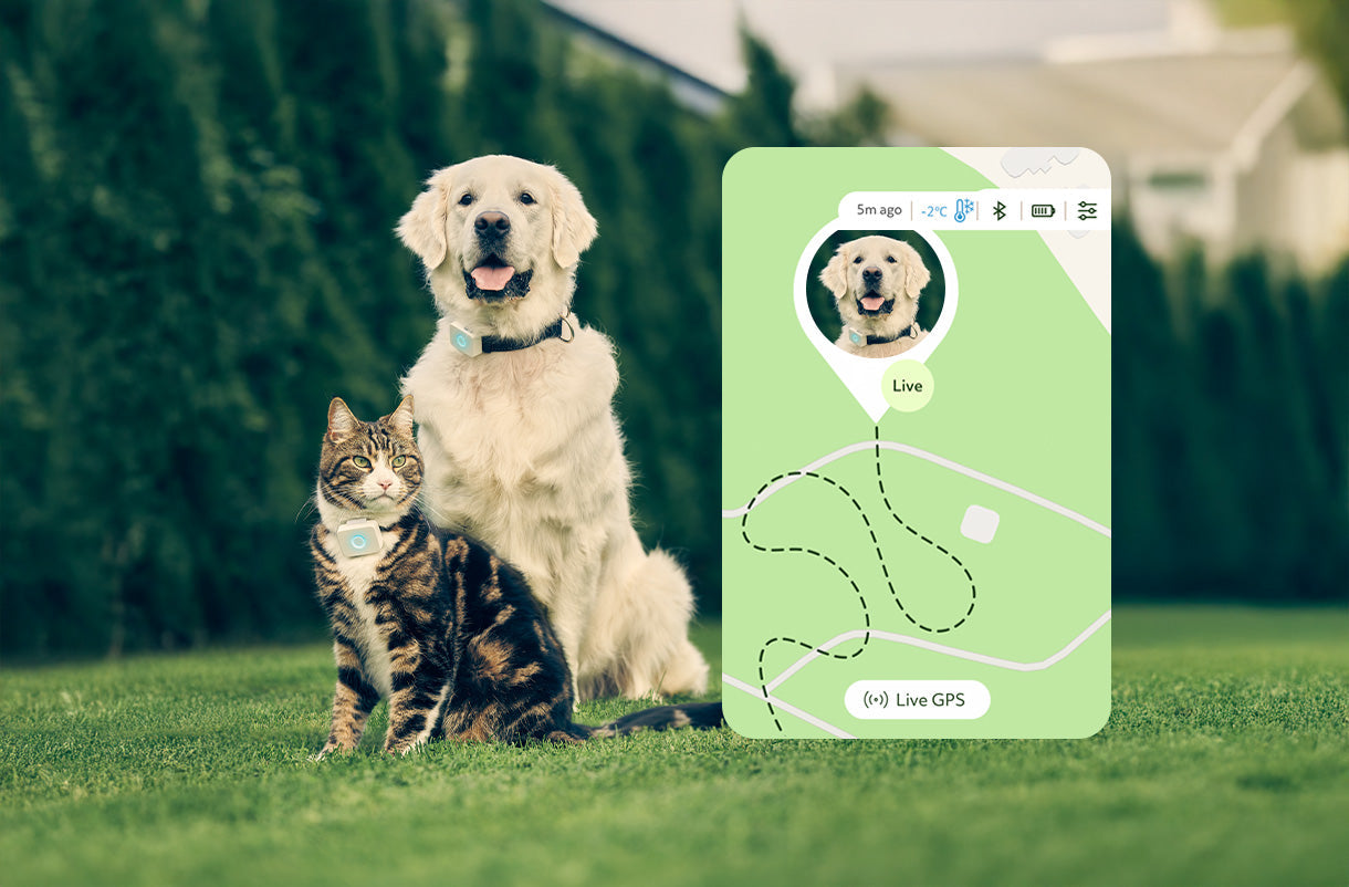 GPS for dogs App display