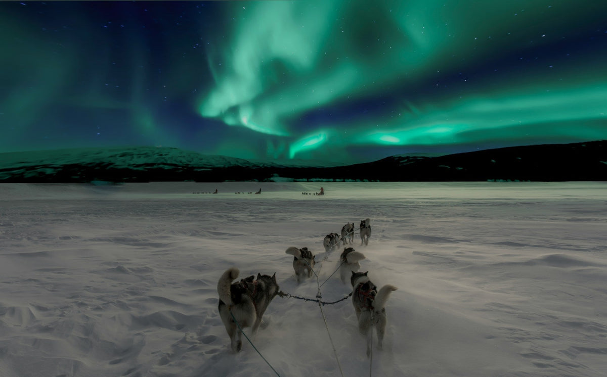 Husky polarhunder som løper i nordlys
