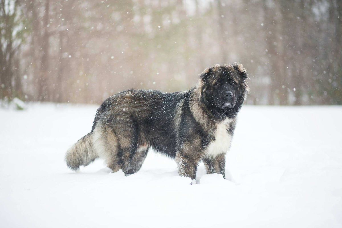 leonberger