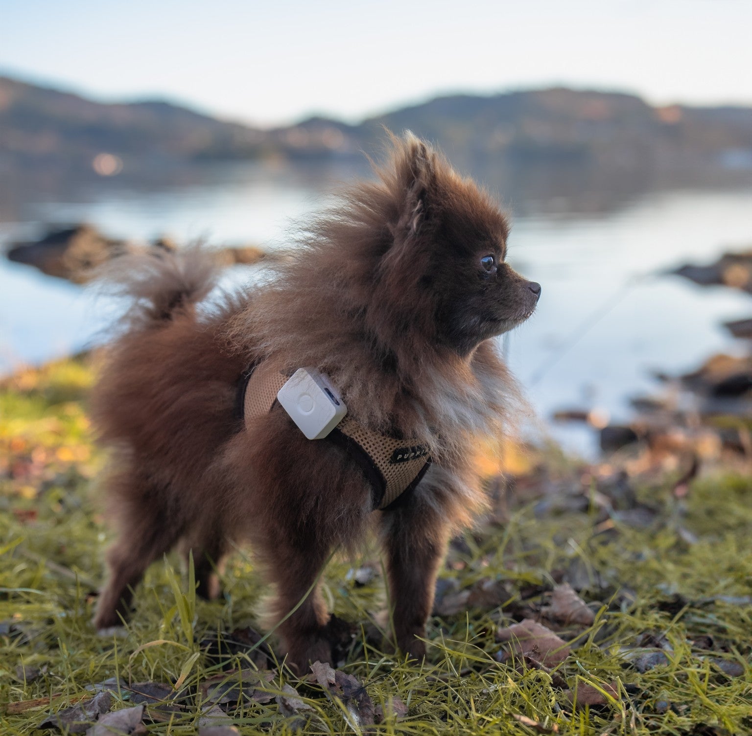 Pomeranian