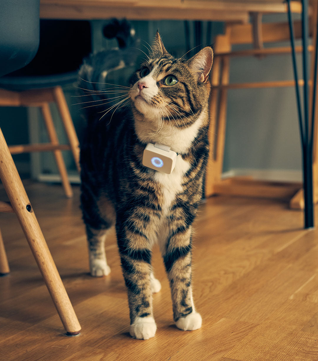 GPS-tracker för katter – Lilcat 2 med realtidsspårning & aktivitetsmätare