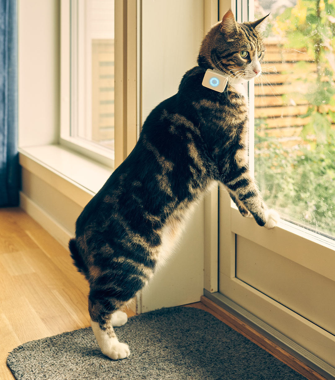 katt med GPS