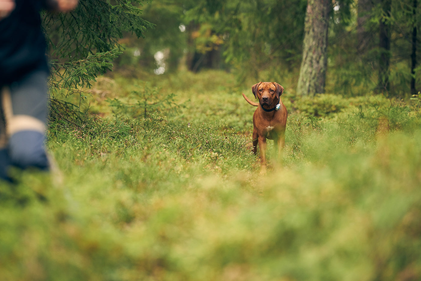 Hund GPS