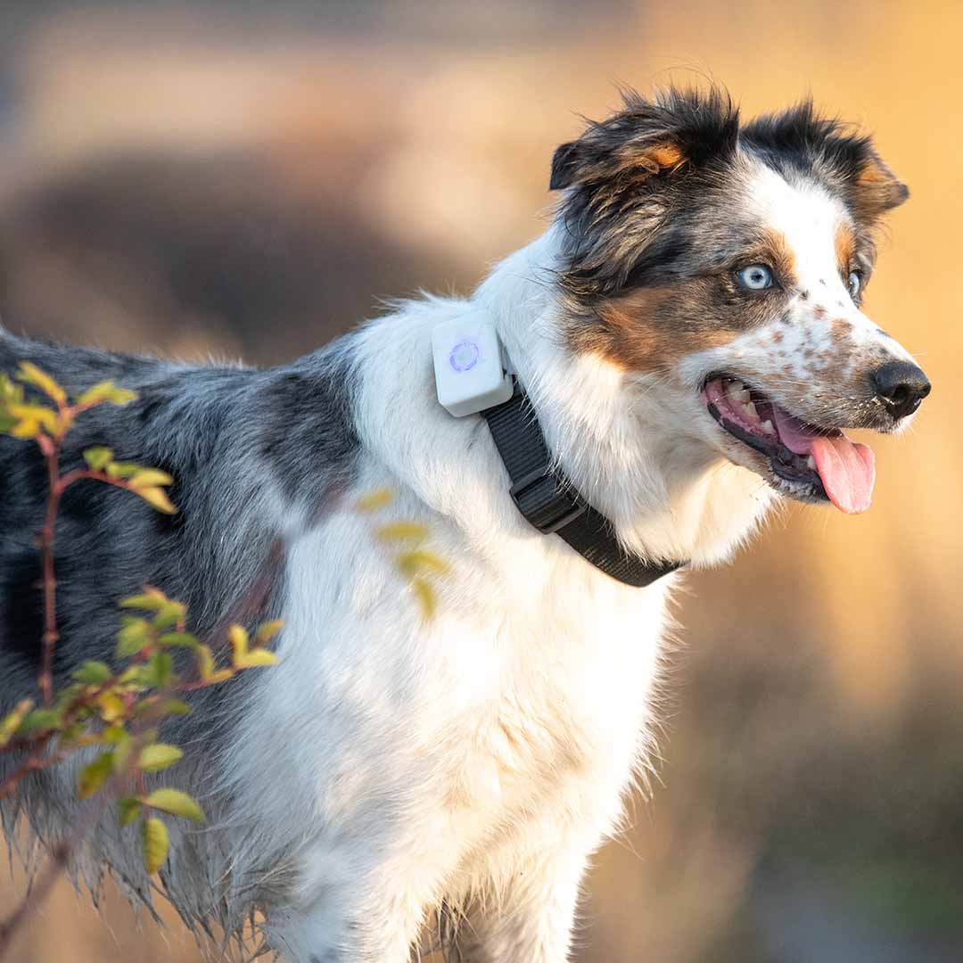 Australian shepherd