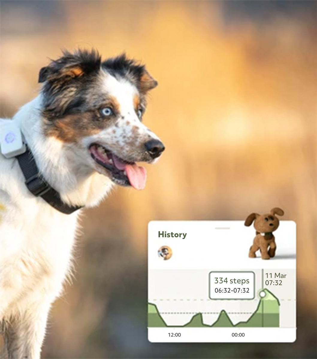 border collie