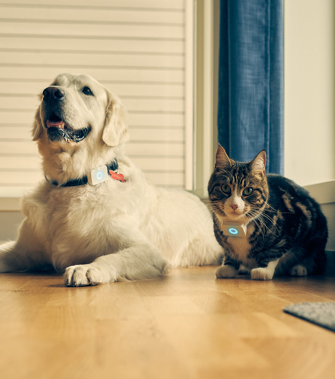 hund og katt