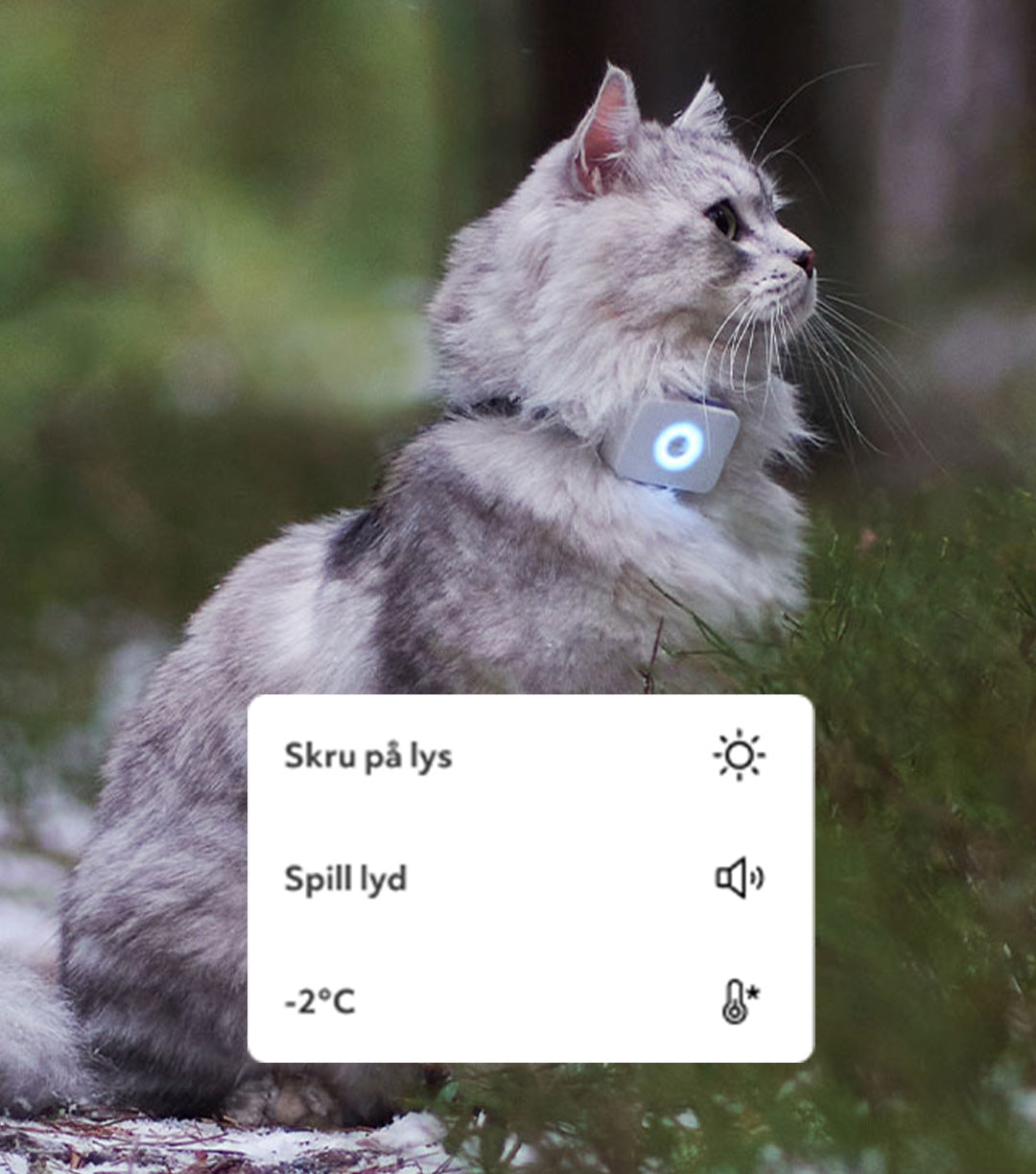 sibirkatt