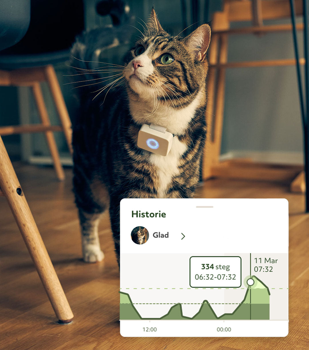 Katt app