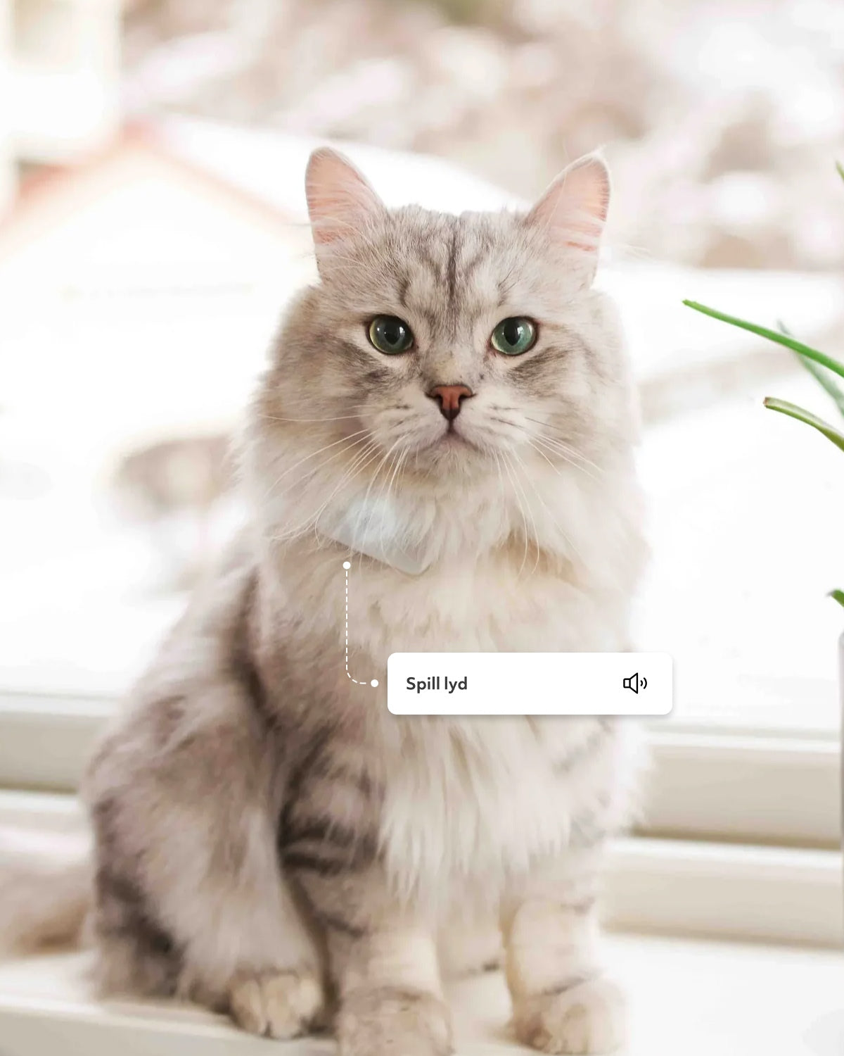 Katt i vindu med GPS