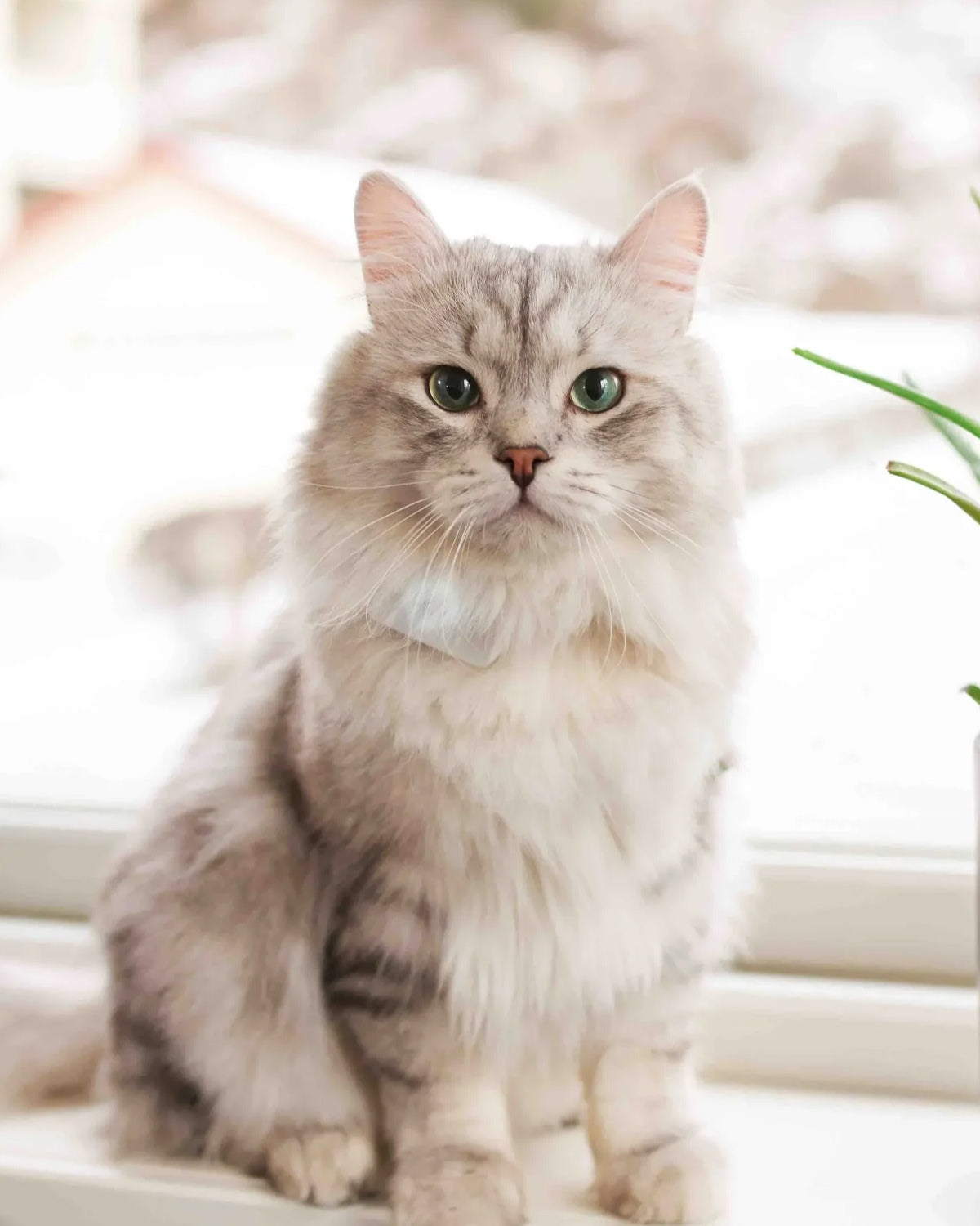 sibirkatt