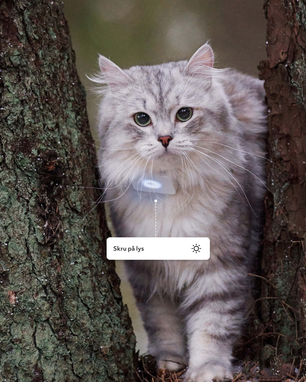 GPS-tracker för katter – Lilcat 2 med realtidsspårning & aktivitetsmätare