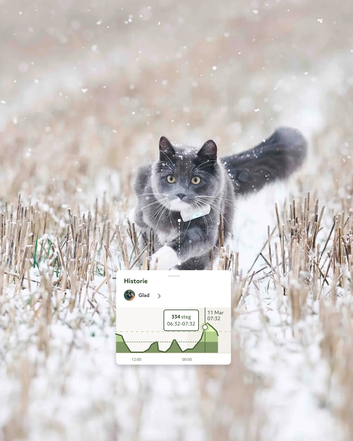 Se kattens aktivitetsnivå