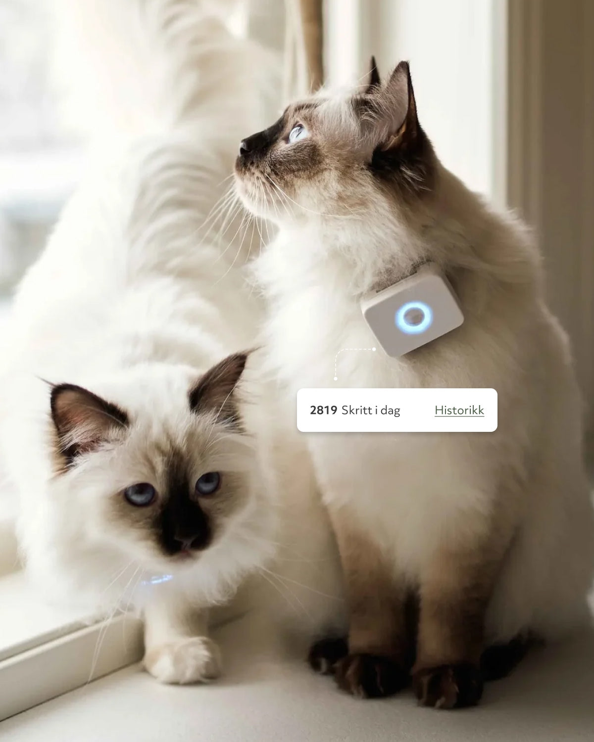 GPS-tracker för katter – Lilcat 2 med realtidsspårning & aktivitetsmätare