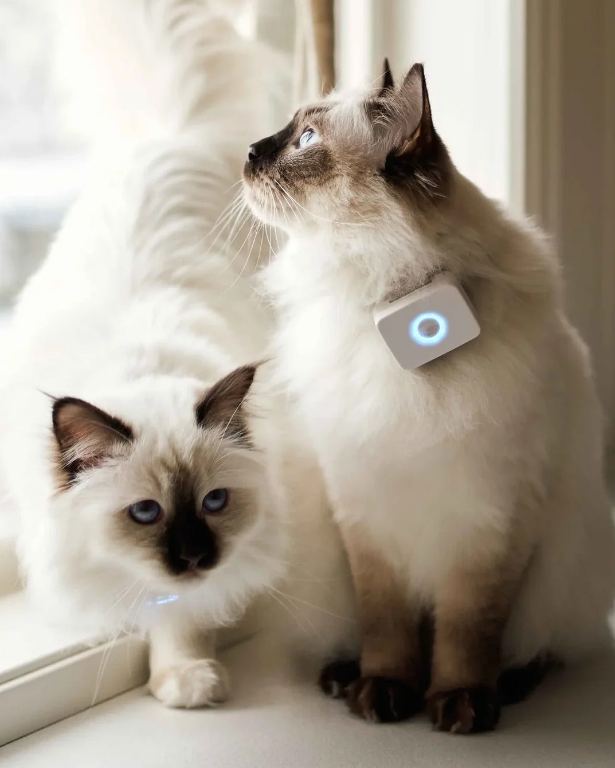 siamesisk katt