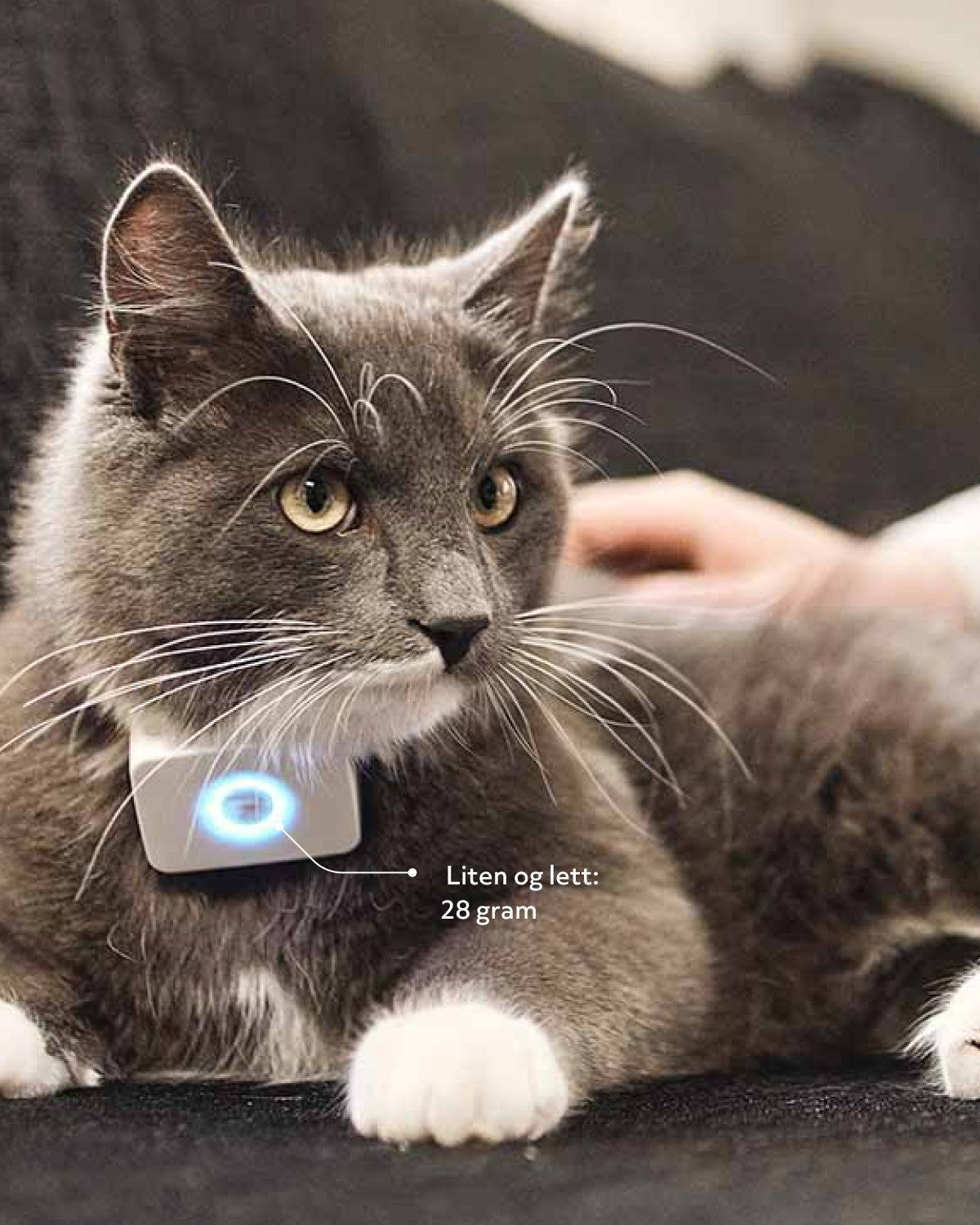 GPS-tracker för katter – Lilcat 2 med realtidsspårning & aktivitetsmätare