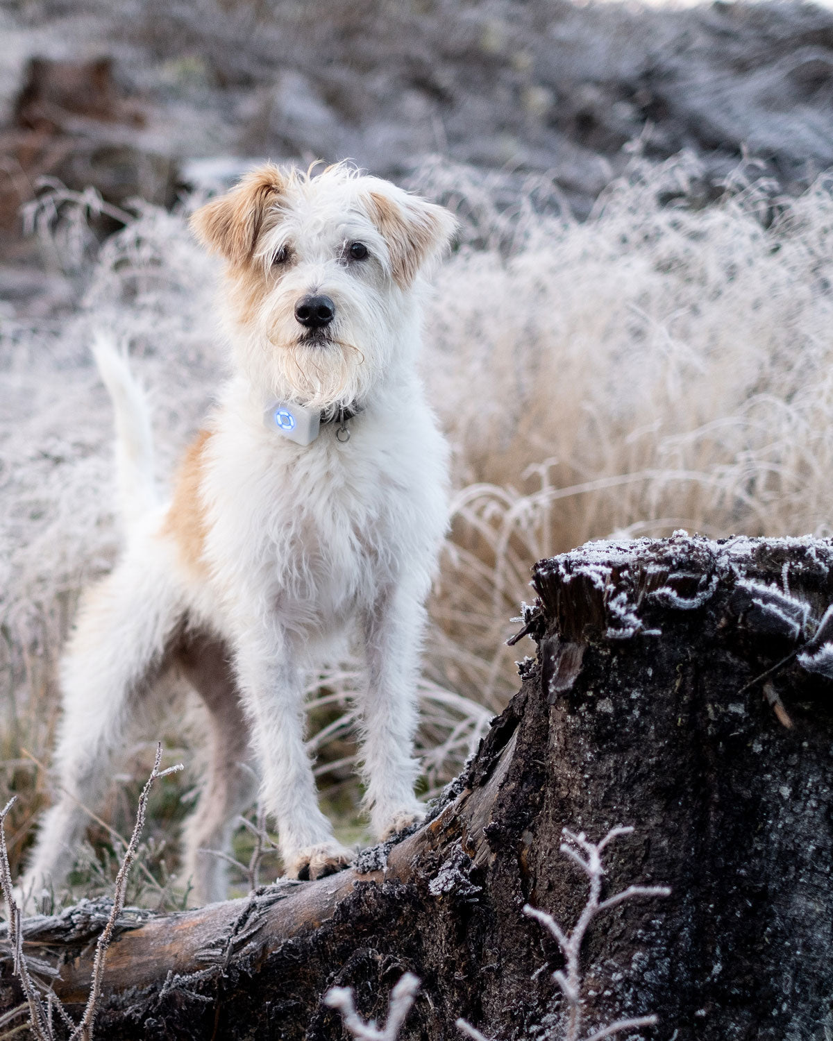 terrier