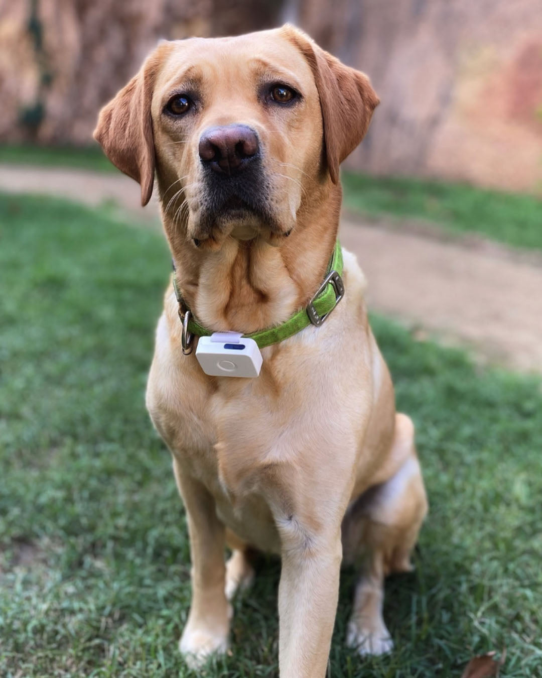Labrador retriever