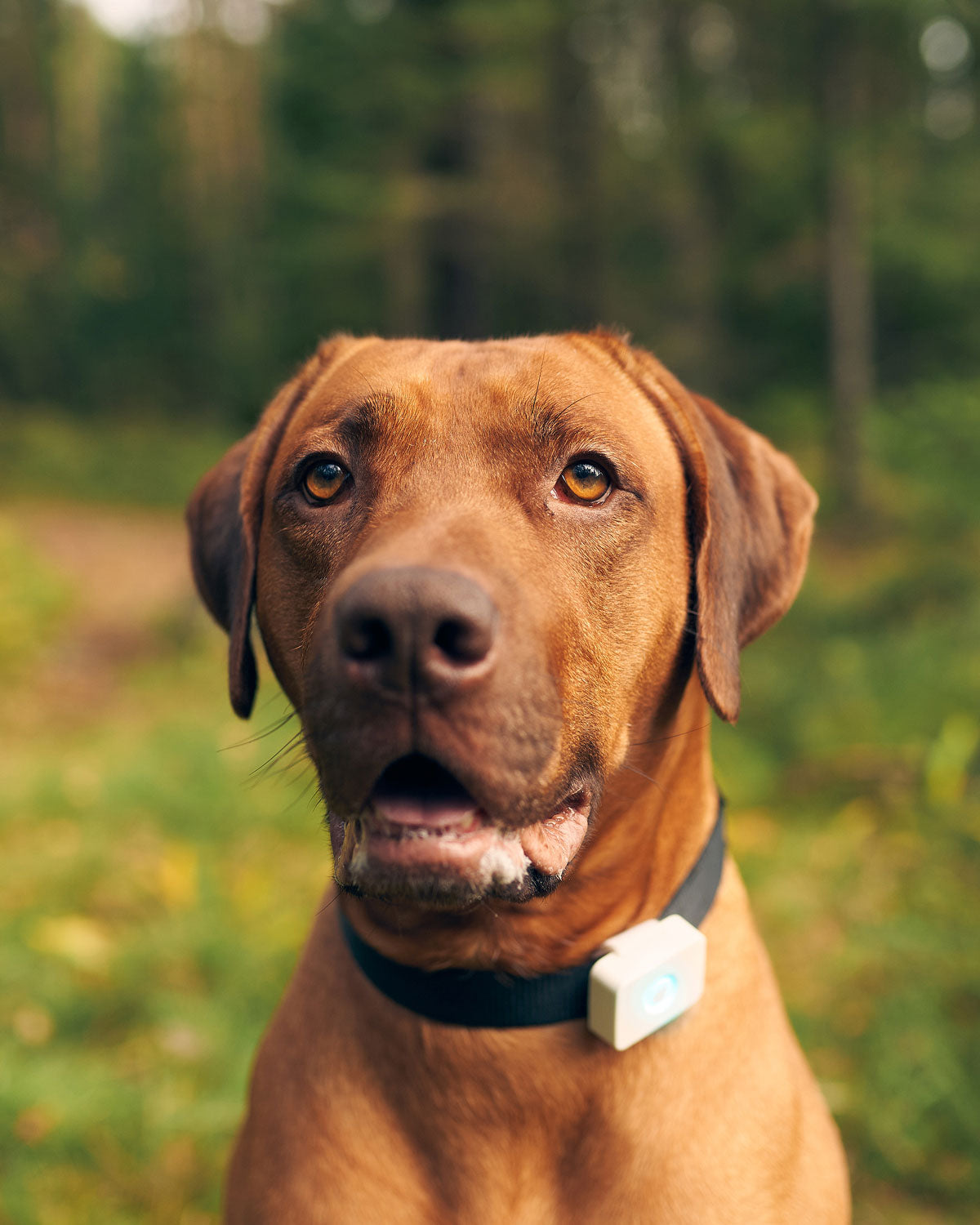 Rhodesian Ridgeback