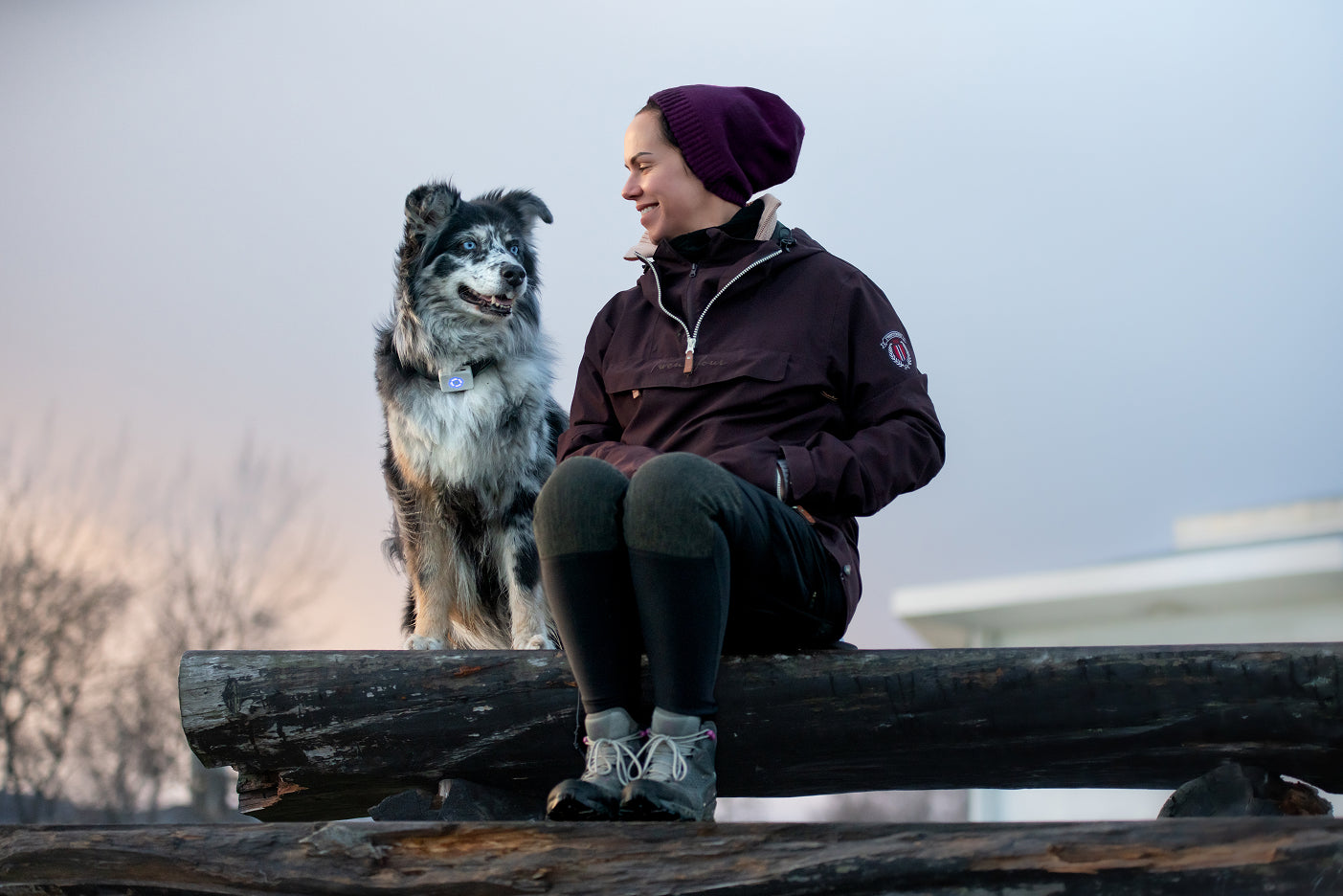 border collie