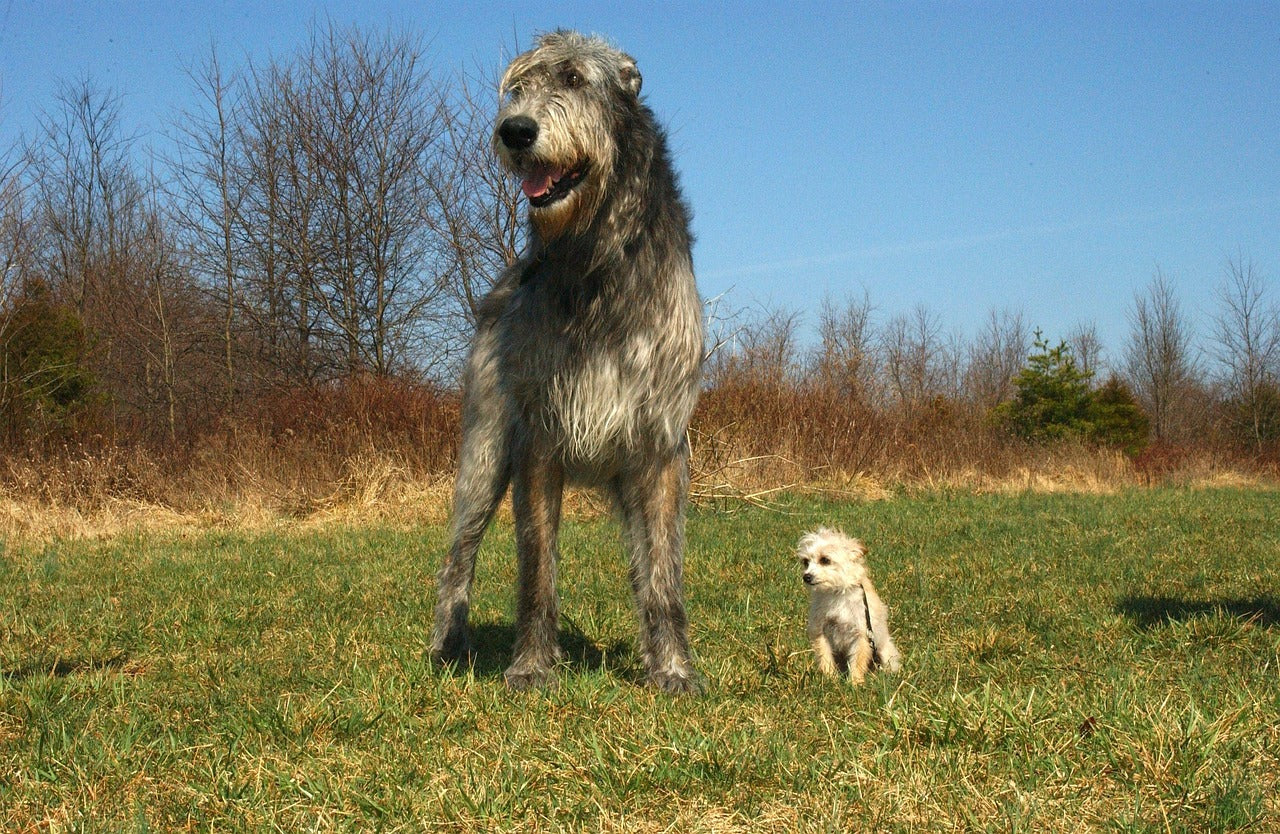 Verdens største hund med verdens minste hund