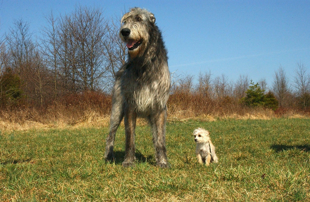 Verdens største hund med verdens minste hund