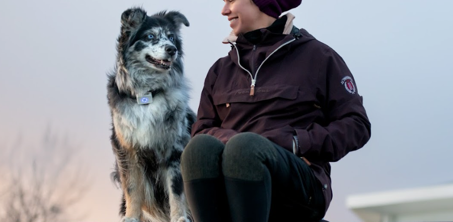 Border collie – komplett raseguide om verdens smarteste gjeterhund