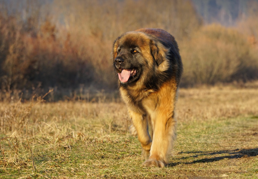 Leonberger
