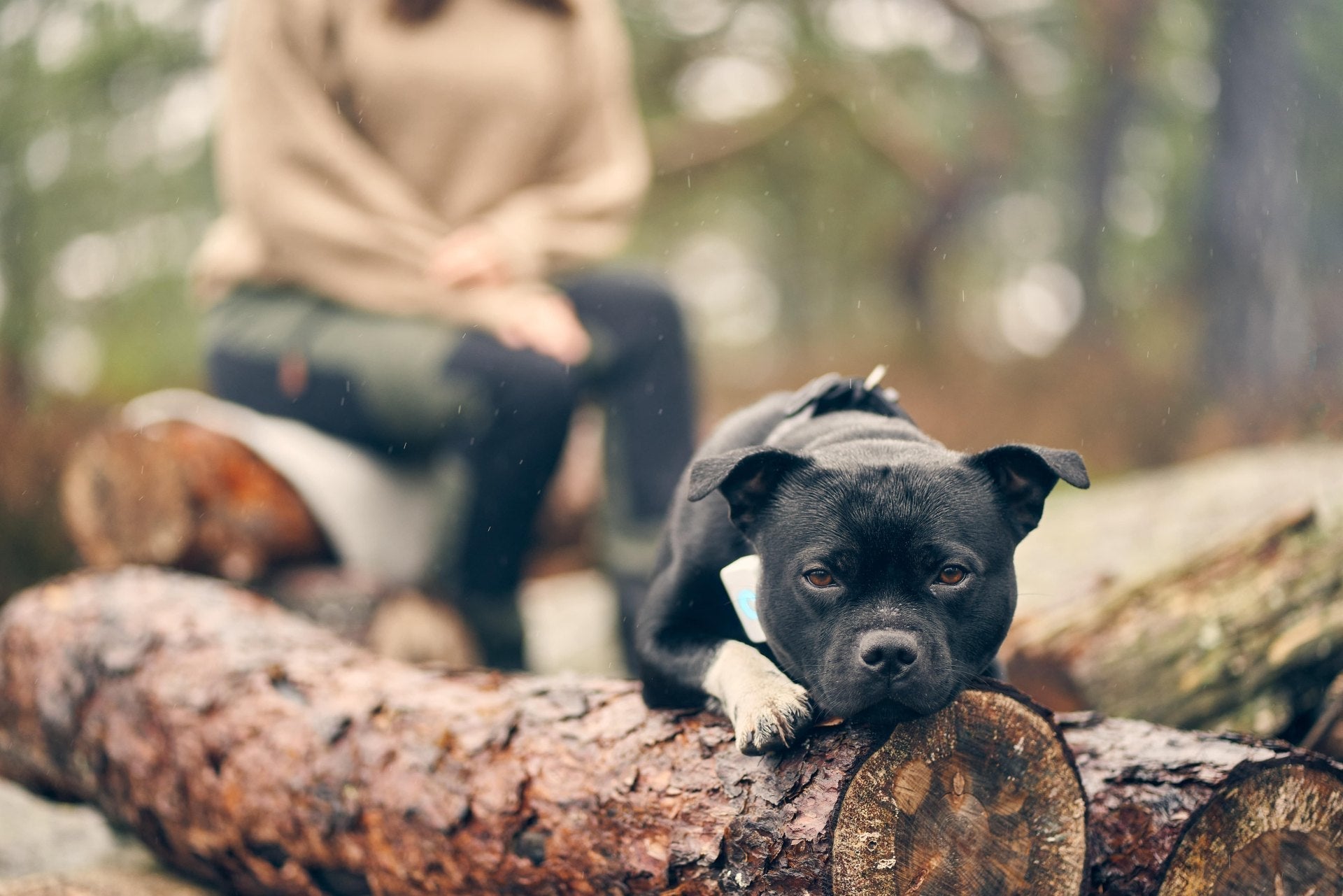 Staffordshire Bullterrier – En lojal og kraftfull familiehund
