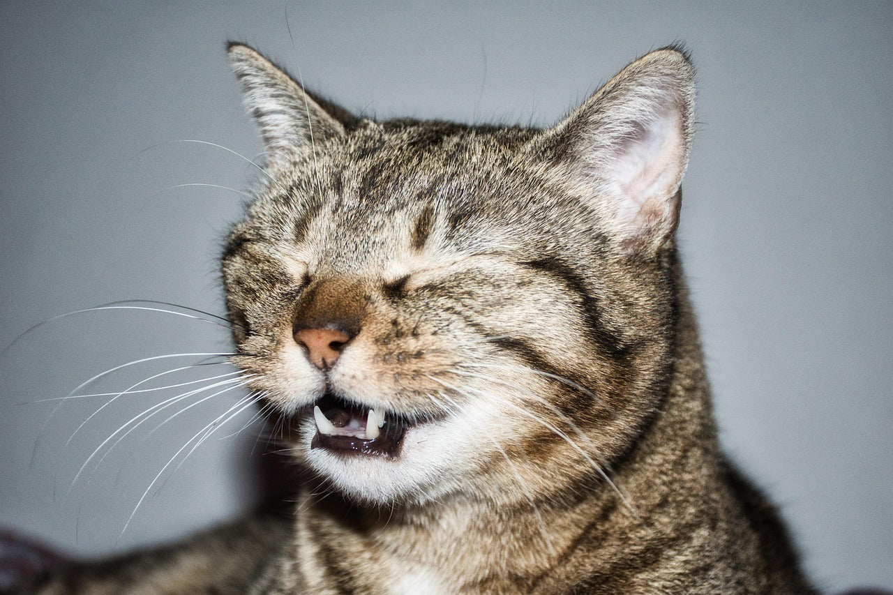 Allergivennlig katt