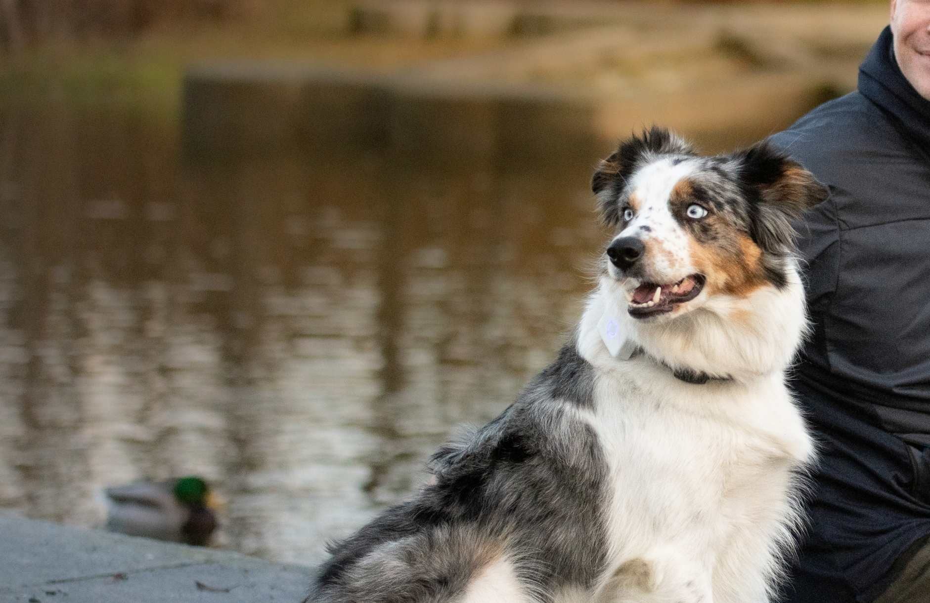Australian Shepherd (Australsk gjeterhund) - Vakker, smart og alltid klar for action