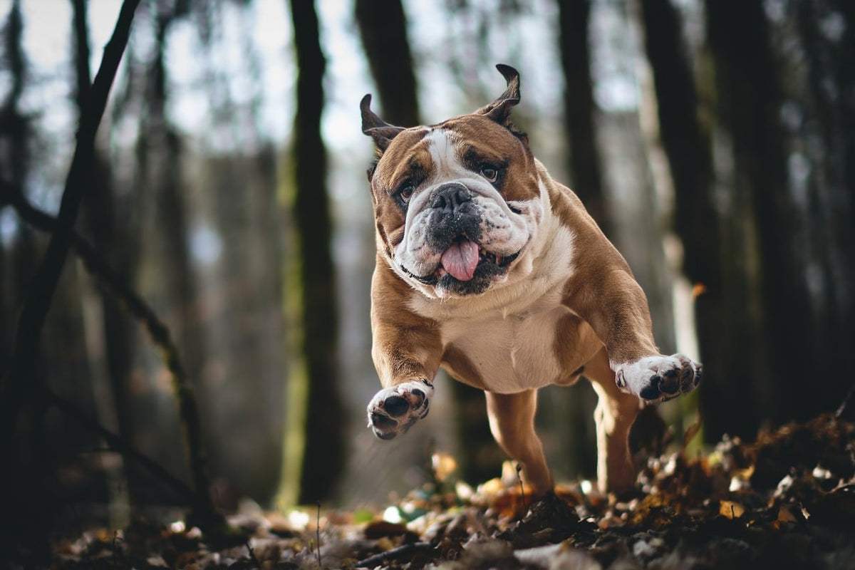 Hvor mye mosjon trenger en hund? Aktivitet, trening og hvile