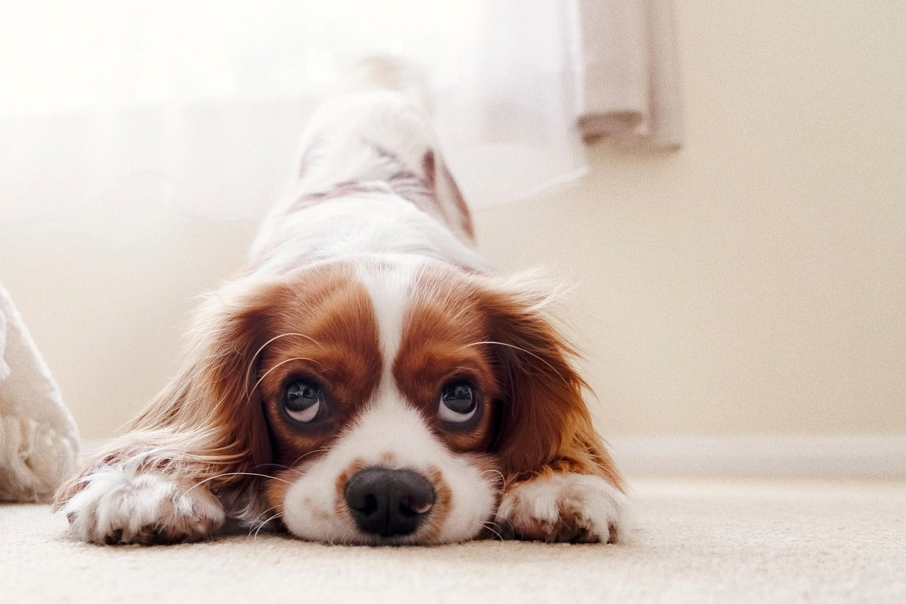 Cavalier King Charles Spaniel – en liten hund med stort hjerte