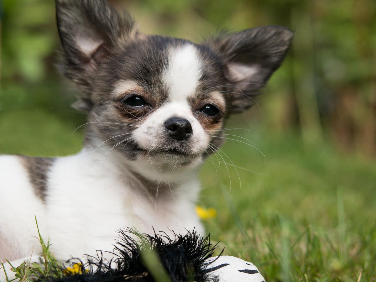 Verdens minste hund