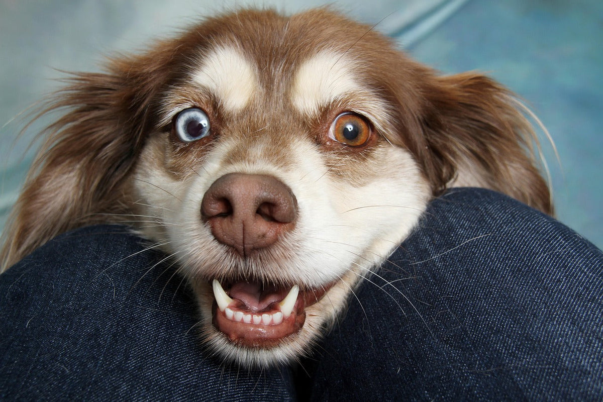 Hvilken hund passer for meg? Ta quizen og finn aktuelle raser