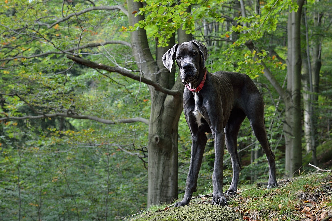 great dane